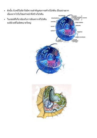*    เห็ดรา ผนังเซลล์เป็นพวกไคทิน ( chitin)