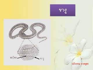 ขางู




       ฉวีวรรณ นาคบุตร
 