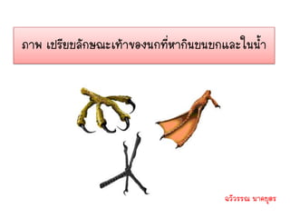 ภาพ เปรียบลักษณะเท้าของนกที่หากินบนบกและในน้า




                                     ฉวีวรรณ นาคบุตร
 