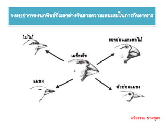 จงอยปากของนกฟินช์ทแตกต่างกันตามความเหมะสมในการกินอาหาร
                  ี่




                                             ฉวีวรรณ นาคบุตร
 
