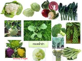 กระหล่าป่า


ฉวีวรรณ นาคบุตร
 