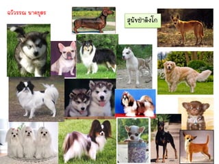 ฉวีวรรณ นาคบุตร
                  สุนัขป่าดิงโก
 