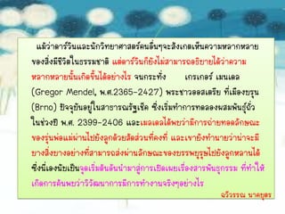 แม้ว่าดาร์วินและนักวิทยาศาสตร์คนอื่นๆจะสังเกตเห็นความหลากหลาย
ของสิ่งมีชีวิตในธรรมชาติ แต่ดาร์วินก็ยังไม่สามารถอธิบายได้ว่าความ
หลากหลายนันเกิดขึ้นได้อย่างไร จนกระทั่ง เกรเกอร์ เมนเดล
               ้
(Gregor Mendel, พ.ศ.2365-2427) พระชาวออสเตรีย ที่เมืองบรุน
(Brno) ปัจจุบนอยูในสาธารณรัฐเช็ค ซึ่งเริ่มทาการทดลองผสมพันธุ์ถั่ว
                 ั ่
ในช่วงปี พ.ศ. 2399-2406 และเมลเดลได้พบว่ามีการถ่ายทอดลักษณะ
ของรุ่นพ่อแม่ผ่านไปยังลูกด้วยสัดส่วนที่คงที่ และเขายังทานายว่าน่าจะมี
บางสิ่งบางอย่างที่สามารถส่งผ่านลักษณะของบรรพบุรุษไปยังลูกหลานได้
ซึ่งนี่เองนับเป็นจุดเริ่มต้นอันนามาสู่การเปิดเผยเรื่องสารพันธุกรรม ที่ทาให้
เกิดการค้นพบว่าวิวัฒนาการมีการทางานจริงๆอย่างไร
                                                             ฉวีวรรณ นาคบุตร
 