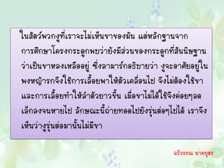 ในสัตว์พวกงูที่เราจะไม่เห็นขาของมัน แต่หลักฐานจาก
การศึกษาโครงกระดูกพบว่ายังมีส่วนของกระดูกที่สันนิษฐาน
ว่าเป็นขาหลงเหลืออยู่ ซึ่งลามาร์กอธิบายว่า งูจะอาศัยอยู่ใน
พงหญ้ารกจึงใช้การเลื้อยพาให้ตัวเคลื่อนไป จึงไม่ต้องใช้ขา
และการเลื้อยทาให้ลาตัวยาวขึ้น เมื่อขาไม่ได้ใช้จึงค่อยๆลด
เล็กลงจนหายไป ลักษณะนี้ถ่ายทอดไปยังรุ่นต่อๆไปได้ เราจึง
เห็นว่างูรุ่นต่อมานั้นไม่มีขา

                                               ฉวีวรรณ นาคบุตร
 