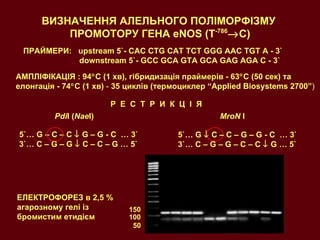 ВИЗНАЧЕННЯ АЛЕЛЬНОГО ПОЛІМОРФІЗМУ  ПРОМОТОРУ ГЕНА  eNOS  ( T -786  C ) ПРАЙМЕРИ:  upstream  5`-  CAC CTG CAT TCT GGG AAC TGT A  -   3`   downstream  5`-  GCC GCA GTA GCA GAG AGA C  -   3`   АМПЛІФІКАЦІЯ  : 94  С (1 хв), гібридизація праймерів - 63  С (50  c ек) та елонгація - 74  С (1 хв)  -  35 циклів   (термоциклер “ Applied Biosystems  2700 ” )   Р   Е   С   Т   Р   И   К   Ц   І   Я Pdi I  ( Nae I ) ЕЛЕКТРОФОРЕЗ в 2,5 % агарозному гелі із бромистим етидієм   MroN  I   5`… G    C – C – G – G - C   … 3` 3`… C – G – G – C – C    G …   5` 100 50 5`… G – C – C    G – G - C   … 3` 3`… C – G – G    C – C – G …   5` 150 