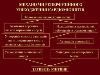 МЕХАНІЗМИ РЕПЕРФУЗІЙНОГО УШКОДЖЕННЯ КАРДІОМІОЦИТІВ   ЗАГИБЕЛЬ КЛІТИНИ Відновлення надходження кисню   Активація аеробних шляхів отримання енергії  Надходження активованих лейкоцитів в осередок ішемії Утворення вільних радикалів на тлі зменшення вмісту антиоксидантних ферментів  Активація протеолізу  Ушкодження мембранних білків  Ушкодження мембранних ліпідів 