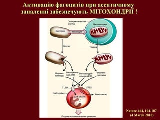 Активацію фагоцитів при асептичному  запаленні забезпечують МІТОХОНДРІЇ ! Nature 464, 104-107  (4 March 2010) 