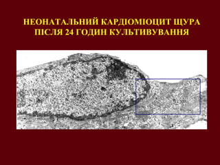 НЕОНАТАЛЬНИЙ КАРДІОМІОЦИТ ЩУРА ПІСЛЯ 24 ГОДИН КУЛЬТИВУВАННЯ 