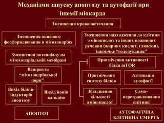 Механізми запуску апоптозу та аутофагії при ішемії міокарда   Зменшення кровопостачання  Зменшення надходження до клітини амінокислот та інших поживних речовин (жирних кислот, глюкози), ішемічне “голодування”  Пригнічення активності білка  mTOR   Пригнічення синтезу білків Активація аутофагії Збільшення кількості амінокислот Само-перетравлювання клітини АУТОФАГІЧНА КЛІТИННА СМЕРТЬ Зменшення окисного фосфорилювання в мітохондріях  Зменшення потенціалу на мітохондріальній мембрані  Відкриття “мітохондріальної пори”  Вихід білків-індукторів апоптозу  АПОПТОЗ Вихід йонів кальцію 