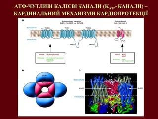АТФ-ЧУТЛИВІ КАЛІ ЄВІ  КАНАЛИ ( K ATP - КАНАЛИ) – КАРДИНАЛЬНИЙ МЕХАНІЗМИ КАРДІОПРОТЕКЦІЇ 