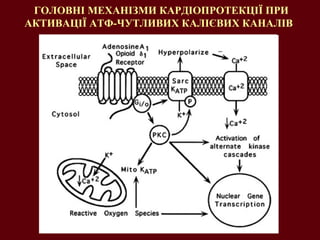 ГОЛОВНІ МЕХАНІЗМИ КАРДІОПРОТЕКЦІЇ ПРИ АКТИВАЦІЇ АТФ-ЧУТЛИВИХ КАЛІ ЄВИХ  КАНАЛІВ  