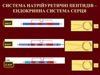 СИСТЕМА НАТРІЙУРЕТИЧНІ ПЕПТИДІВ – ЕНДОКРИННА СИСТЕМА СЕРЦЯ ANP BNP CNP 28 22 32 