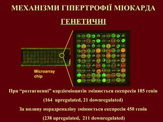 МЕХАНІЗМИ ГІПЕРТРОФІЇ МІОКАРДА ГЕНЕТИЧНІ При “розтягненні” кардіоміоцитів змінюється експресія  185  генів   ( 164  upregulated ,  21 downregulated )   За впливу норадреналіну   змінюється експресія  450  генів  (238 upregulated ,   211 downregulated ) Microarray chip 