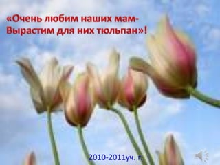 «Очень любим наших мам-  Вырастим для них тюльпан»! 2010-2011уч. г. 