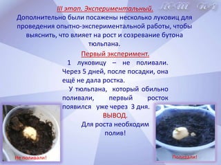 Чтобы вырастить тюльпан, Нужен знаний океан. Где растить, как поливать, Чем землицу удобрять?