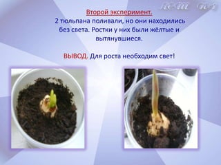 I этап. Информационный.Мы отправились в библиотеку и узнали много нового о тюльпанах…Из Толкового словаря русского языка Т.Д. Ушакова:      Тюльпан - луковичное декоративное растение семейства лилейных, с красивыми цветками, имеющими форму колпачков.Из энциклопедии для детей:Тюльпан- в переводе означает «тюрбан». Своё название тюльпаны получили за сходство их цветков с головным убором- чалмой. Из «Красной книги России»:Дикорастущий тюльпан занесен в Красную книгу.Из Толкового словаря русского языка С.И. Ожегова:      Выращивание растений в короткий срок(обычно в несезонное время)-  называется  выгонкой.