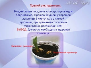 На сайте о цветах(florets.ru) мы прочитали легенду о тюльпанах,согласно которой, в бутоне жёлтого тюльпана заложено счастье.         До счастья никто не мог добраться из-за того, что бутон не раскрывался.         Когда маленький мальчик, гуляющий с мамой, впервые увидел прекрасный жёлтый бутон и со счастливой улыбкой побежал к нему — тюльпан раскрылся, видя чистоту чувств ребенка.        С тех пор считается, что подаренные тюльпаны приносят счастье или, как минимум, хорошее настроение. 