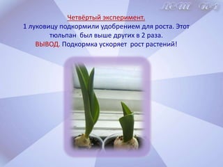 II этап. Практический.Взяли луковицы, аккуратно очистили их, замочили на 10минут  в растворе марганцовки.    Марганцовку часто используют в садово-огородных работах. Ещё наши прабабушки знали: более эффективного и простого средства против вредителей и болезней растений, чем марганцовка, нет!   В составе марганцовки есть элементы, способствующие росту растений.