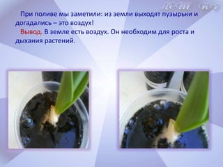 10 февраля каждый ребенок посадил луковицу тюльпана в отдельный стаканчик. Полили и поставили на окно.