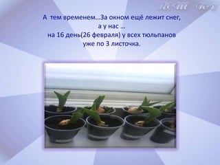 III этап. Экспериментальный.Дополнительно были посажены несколько луковиц для проведения опытно-экспериментальной работы, чтобы выяснить, что влияет на рост и созревание бутона тюльпана.Первый эксперимент.1 луковицу – не поливали.      Через 5 дней, после посадки, она ещё не дала ростка.    У тюльпана,  который обильно поливали, первый росток   появился   уже через  3 дня.ВЫВОД.Для роста необходим полив! Поливали! Не поливали! 