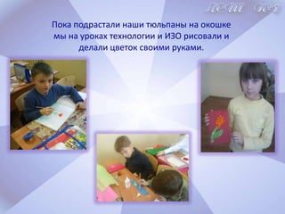 Второй эксперимент.2 тюльпана поливали, но они находились без света. Ростки у них были жёлтые и вытянувшиеся.ВЫВОД.Для роста необходим свет!
