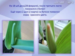 Четвёртый эксперимент.1 луковицу подкормили удобрением для роста. Этот тюльпан  был выше других в 2 раза.ВЫВОД. Подкормка ускоряет  рост растений! 