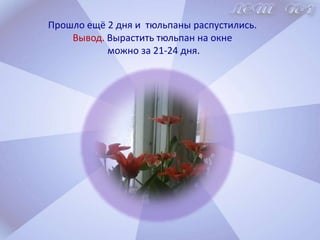 При поливе мы заметили: из земли выходят пузырьки и догадались – это воздух! Вывод. В земле есть воздух. Он необходим для роста и дыхания растений.
