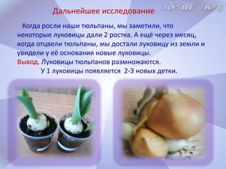 Пока подрастали наши тюльпаны на окошке мы на уроках технологии и ИЗО рисовали и делали цветок своими руками.