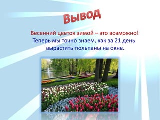 На уроках чтения провели конкурс«Проба пера».Рассеялись туманы,Растаяла зима.И расцвели тюльпаны-В наш дом пришла весна!                               Захаров АртёмРасцвели в садочкеПервые цветочки.Тут- нарцисс,а крокус там.Но красивей всех тюльпан!Как упруги лепестки  у его бутона!Словно маленький фонарикВырос возле дома!Алексеевских Павел