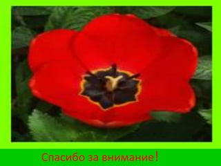 Прошло ещё 2 дня и  тюльпаны распустились.Вывод.Вырастить тюльпан на окнеможно за 21-24 дня. 