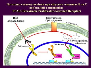 Патогенез стеатозу печінки при вірусних гепатитах В та С пов ` язаний з активацією  PPAR  ( Peroxisome Proliferator-Activated Receptor ) 