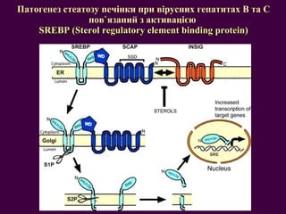 Патогенез стеатозу печінки при вірусних гепатитах В та С пов ` язаний з активацією  SREBP  ( Sterol regulatory element binding protein) 