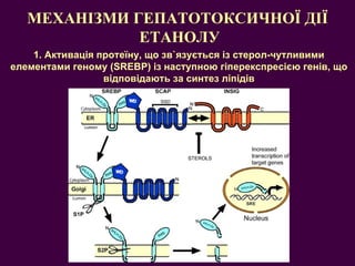 МЕХАНІЗМИ ГЕПАТОТОКСИЧНОЇ ДІЇ  ЕТАНОЛУ 1.  Активація протеїну, що зв ` язу ється із стерол-чутливими елементами геному ( SREBP)  із наступною гіперекспресією генів, що відповідають за синтез ліпідів 