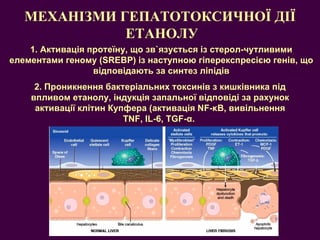 МЕХАНІЗМИ ГЕПАТОТОКСИЧНОЇ ДІЇ  ЕТАНОЛУ 1.  Активація протеїну, що зв ` язу ється із стерол-чутливими елементами геному ( SREBP)  із наступною гіперекспресією генів, що відповідають за синтез ліпідів 2. Проникнення бактеріальних токсинів з кишківника під впливом етанолу, індукція запальної відповіді за рахунок активації клітин Купфера (активація NF-κB, вивільнення TNF, IL-6, TGF-α.  