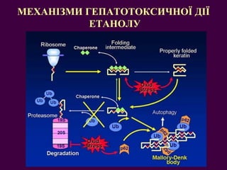 МЕХАНІЗМИ ГЕПАТОТОКСИЧНОЇ ДІЇ  ЕТАНОЛУ 