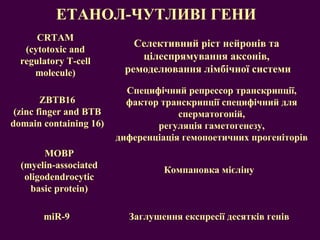 Селективний ріст нейронів та  цілеспрямування аксонів,  ремоделювання лімбічної системи ЕТАНОЛ-ЧУТЛИВ І ГЕНИ CRTAM ( cytotoxic and regulatory T-cell molecule ) Специфічний репрессор транскрипції, фактор транскрипції специфічний для сперматогоній, регуляція гаметогенезу, диференціація гемопоетичних прогеніторів ZBTB16 ( zinc finger and BTB domain containing 16 ) Компановка мієліну MOBP (myelin-associated oligodendrocytic basic protein) miR-9 Заглушення експресії десятків генів 