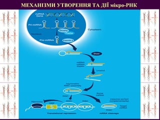 МЕХАНІЗМИ УТВОРЕННЯ ТА ДІЇ мікро-РНК 