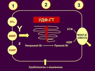 BTL BBBP OABP Y z УДФ-ГТ Непрямий  Br Прямий  Br MOAT-D  ( ABCC3 ) A ТФ Уробіліноген з кішківника 1 3 2 A ДФ 