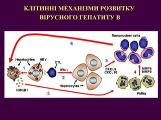 КЛІТИННІ МЕХАНІЗМИ РОЗВИТКУ  ВІРУСНОГО ГЕПАТИТУ В 