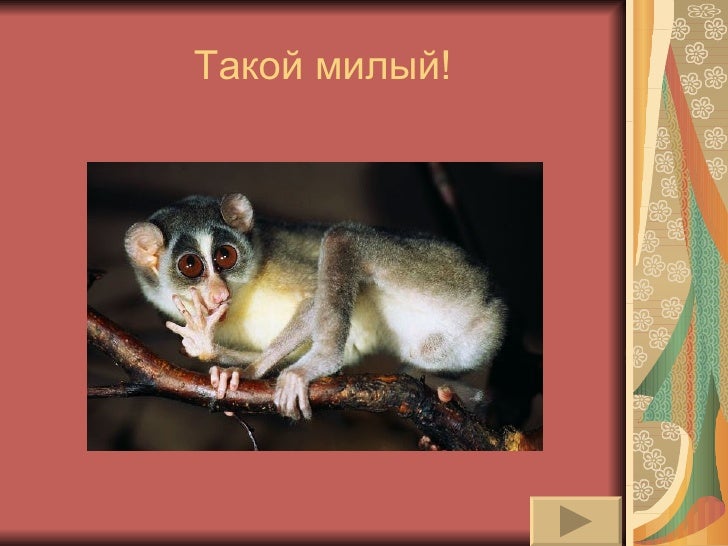 Мое любимое животное карбюратор