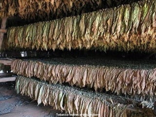 Tobacco leaves drying in barn 