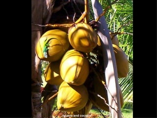 Iguana and coconut 