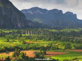 Tobacco plantations 