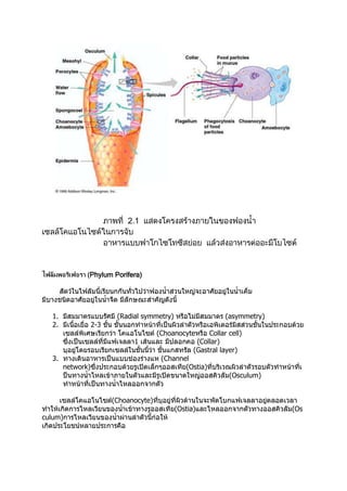 ไฟลัมพอริเฟอรา