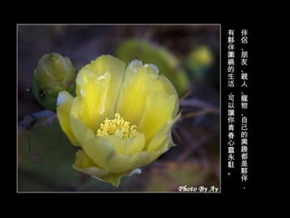 伴侶、朋友、親人、寵物、自己的興趣都是夥伴， 有夥伴圍繞的生活，可以讓你青春心靈永駐。  