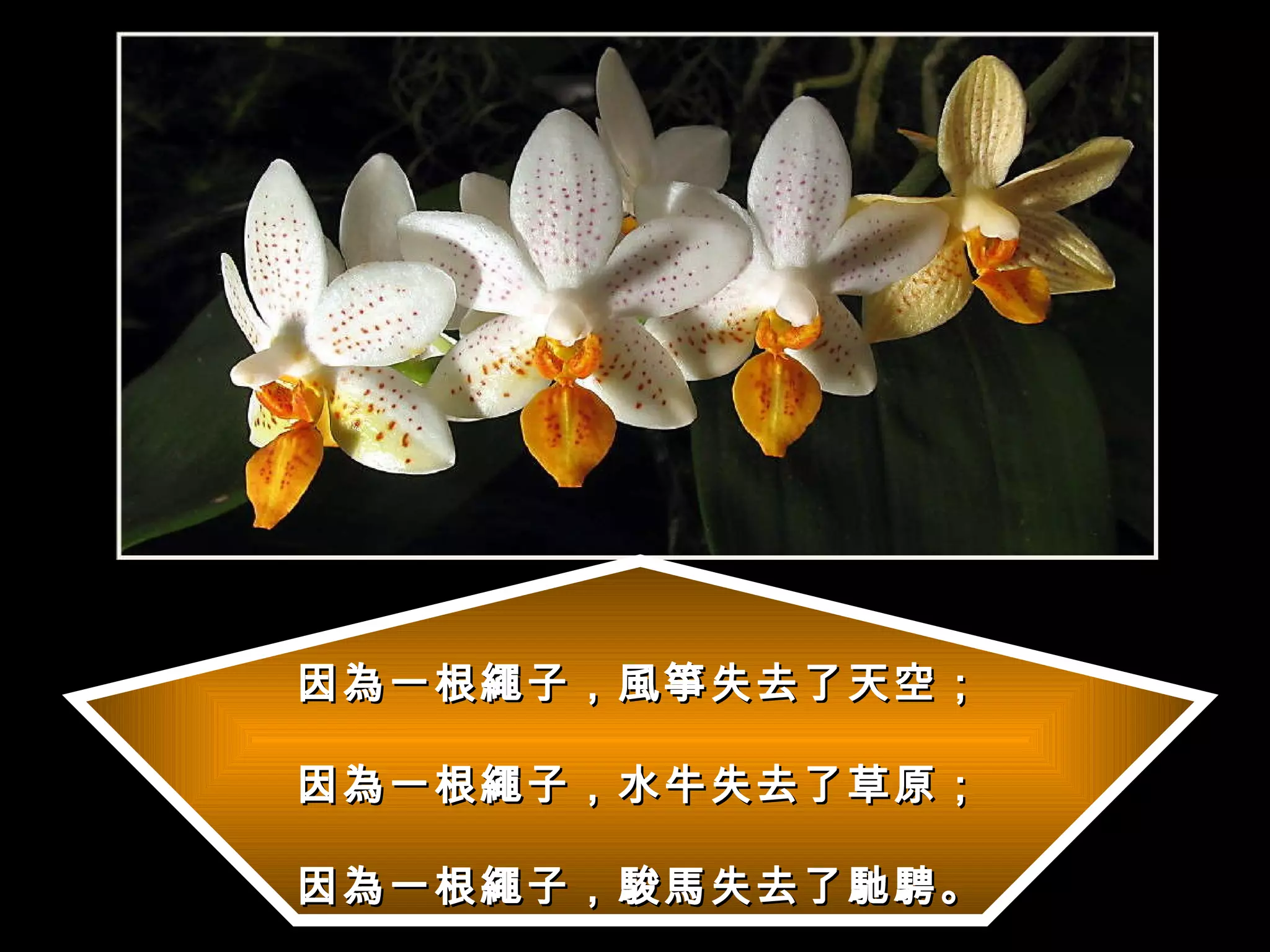 因為一根繩子，風箏失去了天空； 因為一根繩子，水牛失去了草原； 因為一根繩子，駿馬失去了馳騁。 