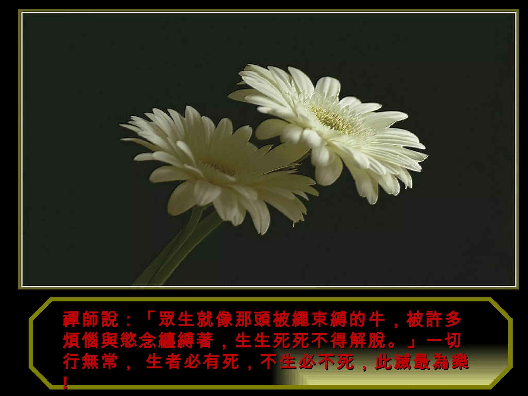 禪師說：「眾生就像那頭被繩束縛的牛，被許多煩惱與慾念纏縛著，生生死死不得解脫。」一切行無常， 生者必有死，不生必不死，此滅最為樂 ! 