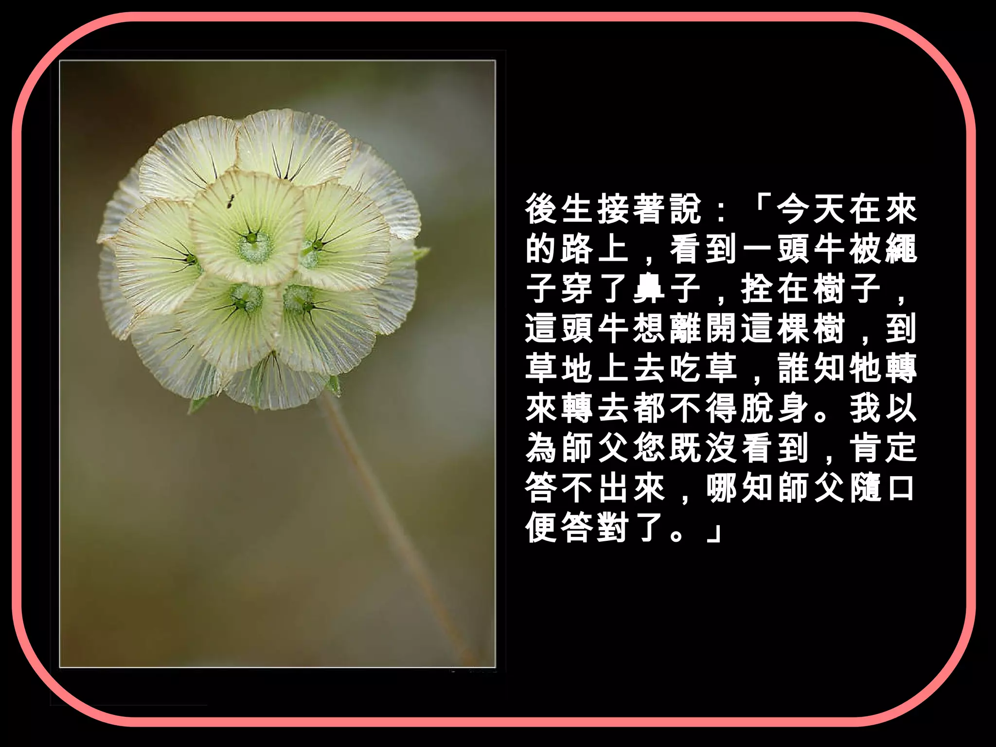 後生接著說：「今天在來的路上，看到一頭牛被繩子穿了鼻子，拴在樹子，這頭牛想離開這棵樹，到草地上去吃草，誰知牠轉來轉去都不得脫身。我以為師父您既沒看到，肯定答不出來，哪知師父隨口便答對了。」 