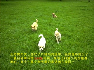 店老闆笑笑，並吹了口哨叫狗過來。從狗屋中跑出了一隻店老闆叫牠 Lady 的狗，草地上四隻小狗也跟著跑來，其中一隻小狗明顯的遠遠落在後面？   
