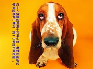 店主人解釋說這隻小狗出生時，獸醫診斷牠的骨盆腔發育不健全，這一生都註定要跛腳。  